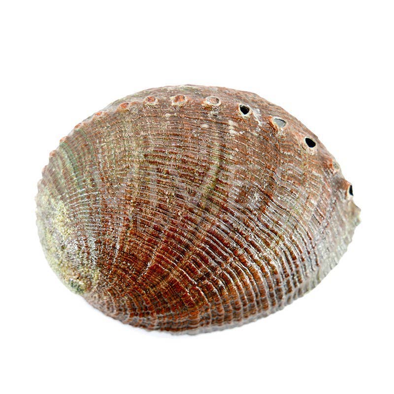 Stor Abalone-snäcka