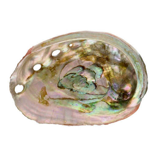 Abalone-snäcka