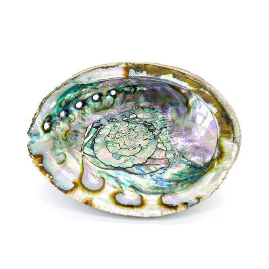 Stor Abalone-snäcka