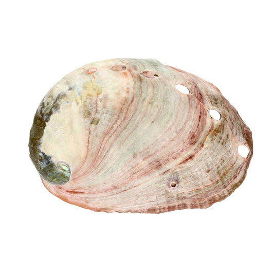 Abalone-snäcka